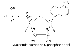 270_composition of nucleic acid6.png